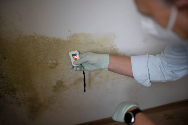 Best Commercial Mold Removal  in Berry Hill, TN