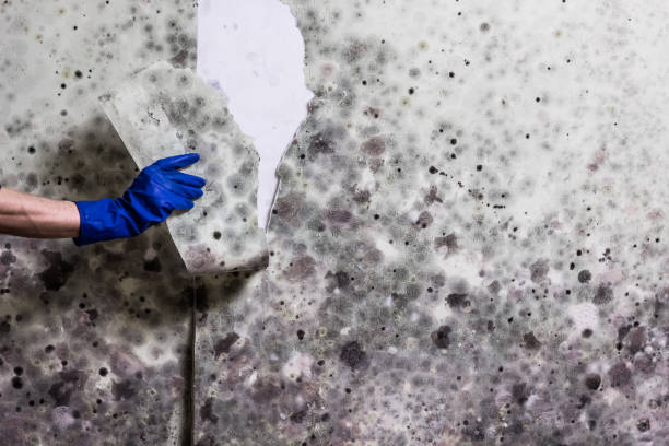 Best Toxic Mold Removal  in Berry Hill, TN