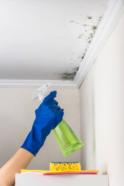 Best Black Mold Removal  in Berry Hill, TN